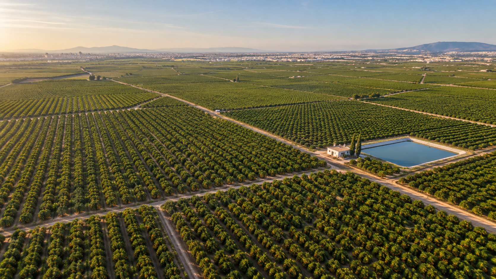 Plantación de naranjos en Valencia Vista aérea de una extensa plantación de naranjos en Valencia, España