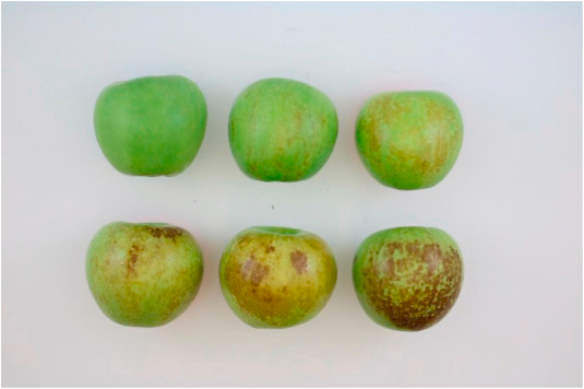 Granny smith scald Manzana granny smith scald
