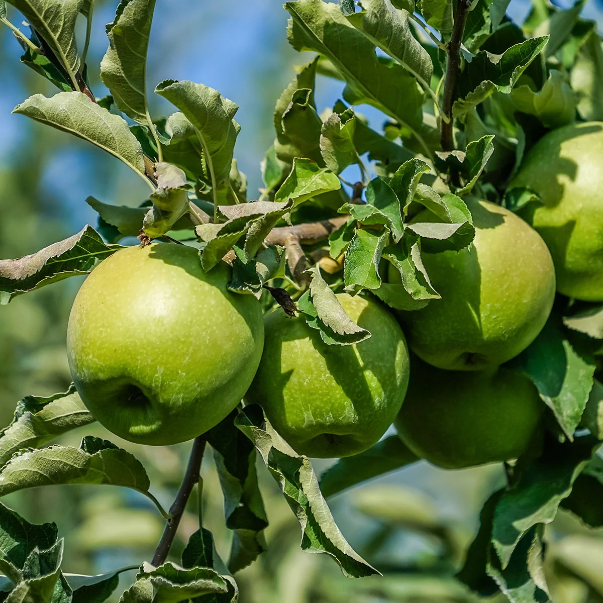 Granny smith Manzana granny smith